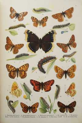 Ламперт К. Атлас бабочек и гусениц Европы и отчасти Русско-Азиатских владений... СПб., 1913.